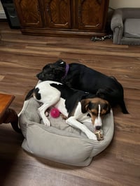 ARCHIE - Photo 23