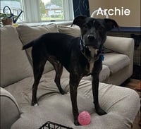 ARCHIE - Photo 5