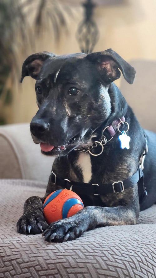 ARCHIE - Unknown available for adoption