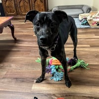 ARCHIE - Photo 13