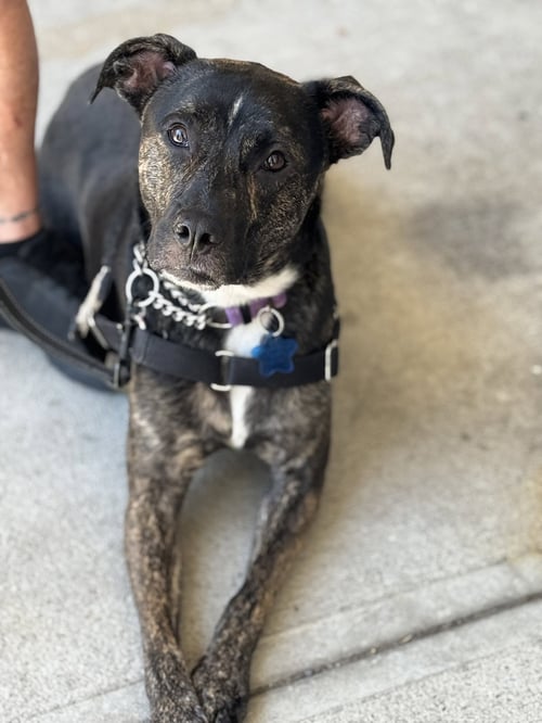 ARCHIE - Unknown available for adoption