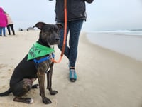 ARCHIE - Photo 11