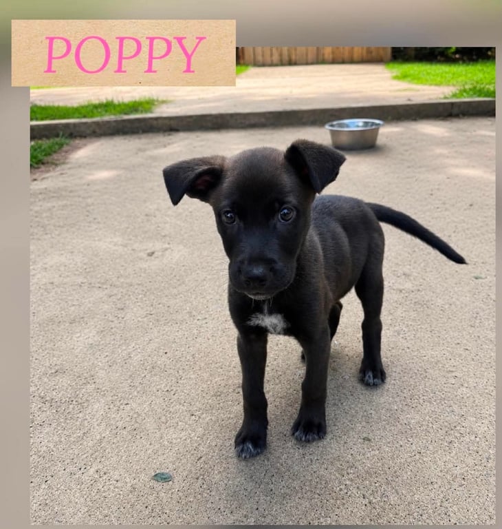 POPPY Image