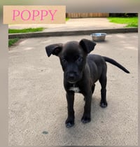 POPPY - Photo 1