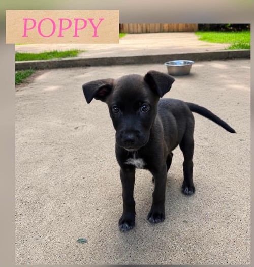 POPPY - German Shepherd Dog available for adoption