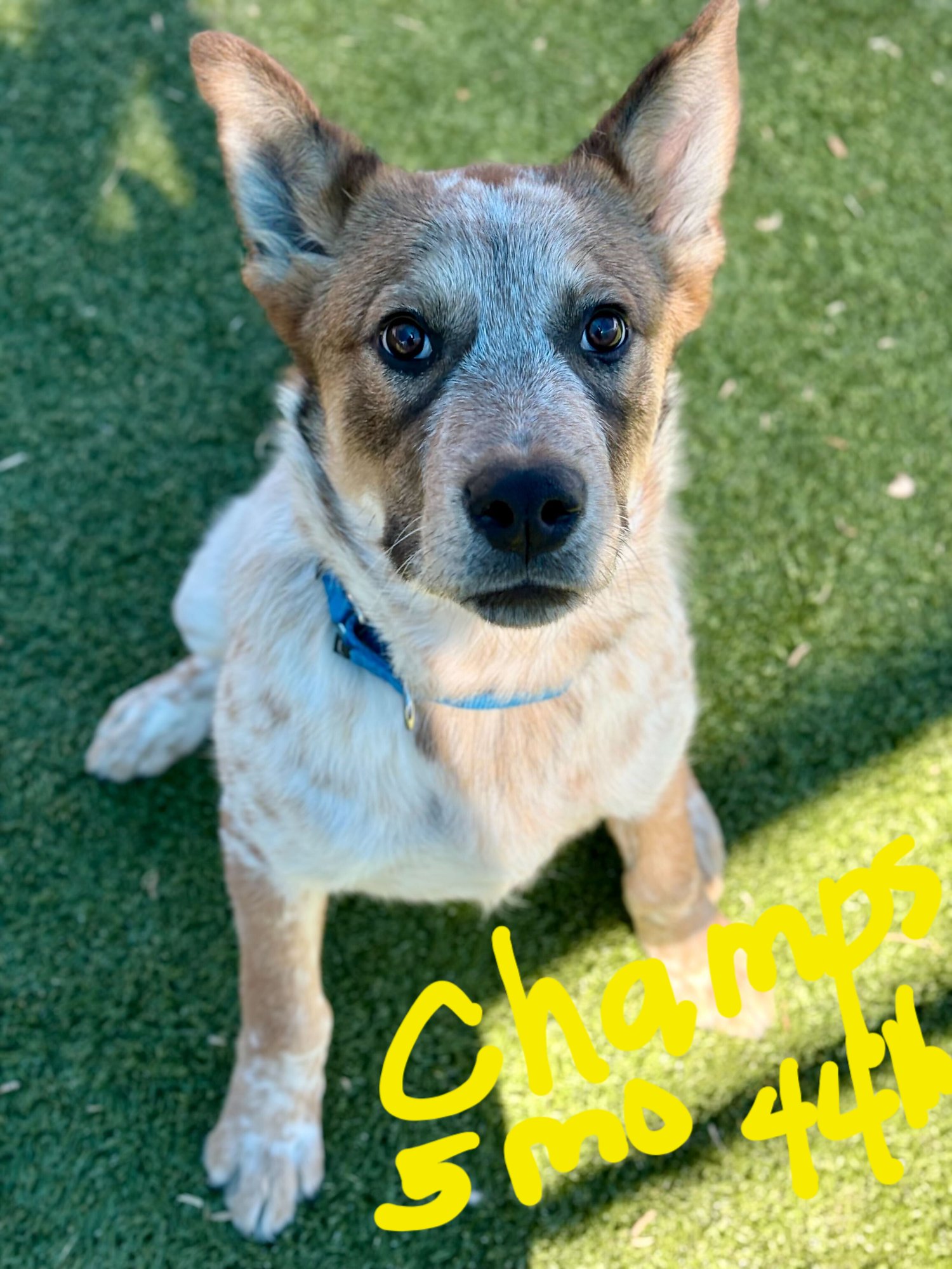 CHAMPS - Unknown available for adoption