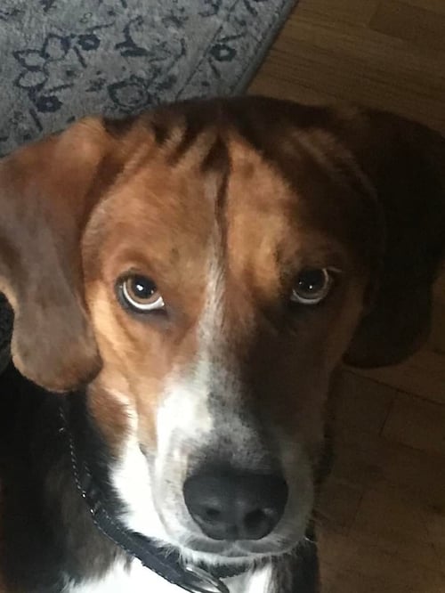 MURPHY - Hound available for adoption