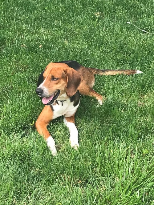 MURPHY - Hound available for adoption