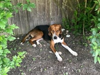MURPHY - Photo 3