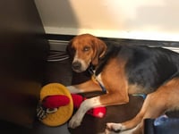 MURPHY - Photo 10