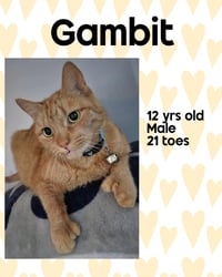 GAMBIT - Photo 1