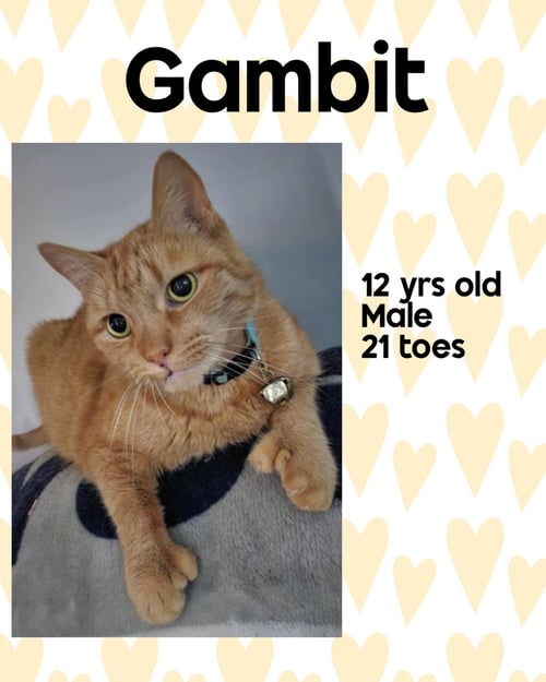 GAMBIT - Domestic Short Hair available for adoption