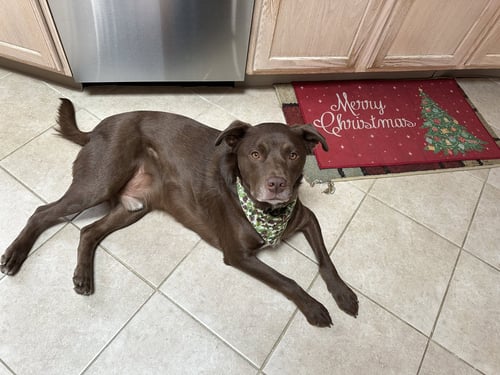 RILEY - Labrador Retriever available for adoption