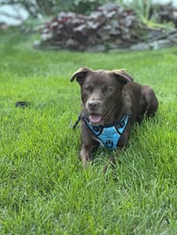 RILEY - Photo 4