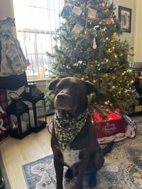 RILEY - Photo 3