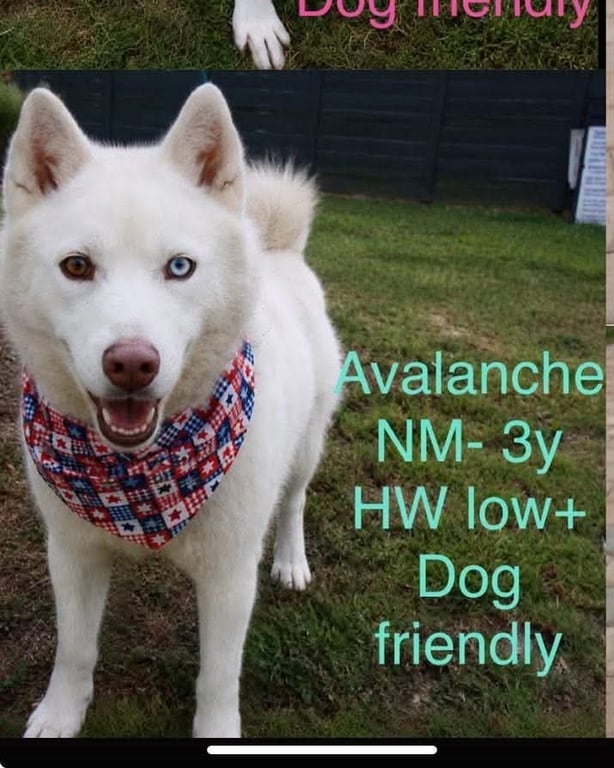 AVALANCHE Image