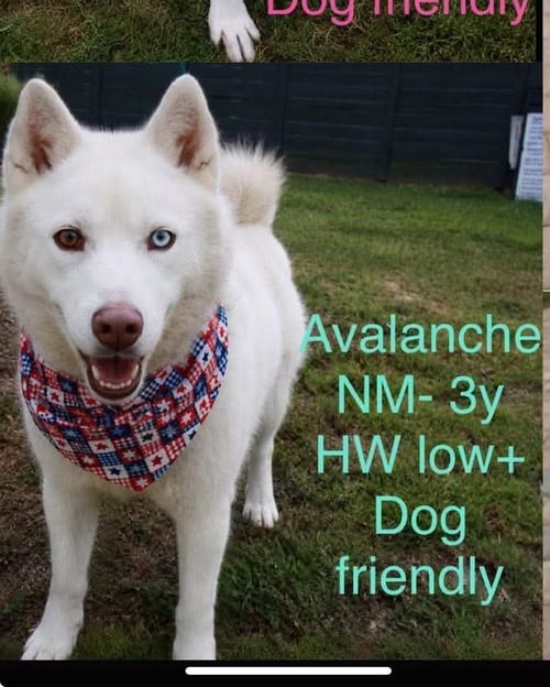 AVALANCHE - Husky available for adoption