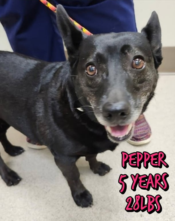 PEPPER Image