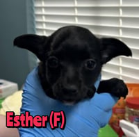 ESTHER - Photo 1