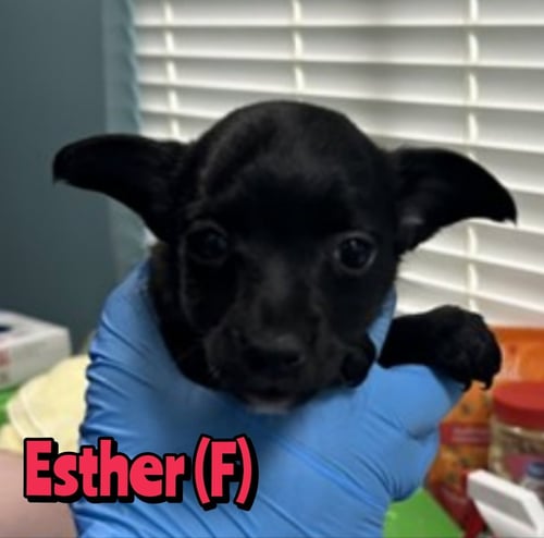ESTHER - Chihuahua available for adoption