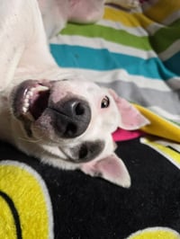 SOPHIE - Photo 8