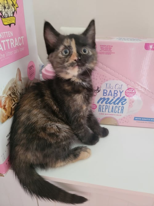 JUDITH - Domestic Short Hair available for adoption