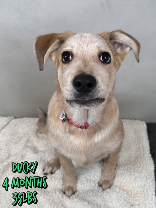 DUCKY - Unknown available for adoption