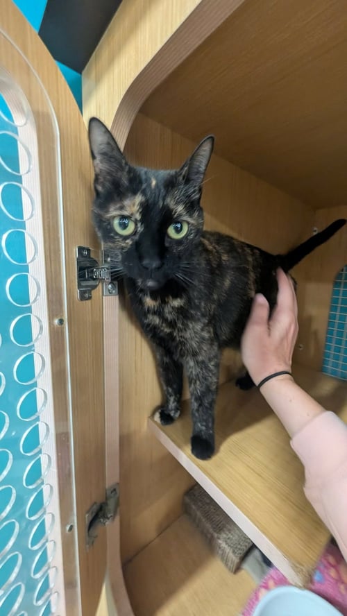 ANNIE - Domestic Short Hair available for adoption