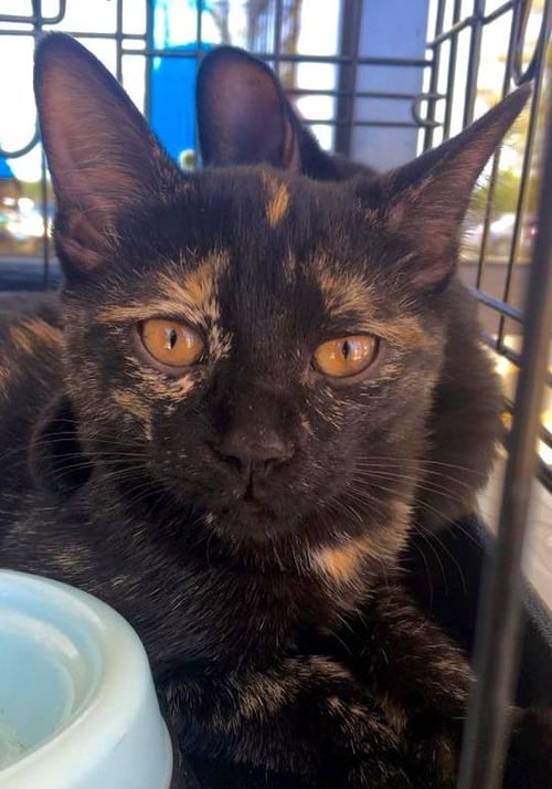 ANNIE - Domestic Short Hair available for adoption