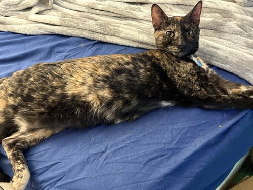 PRINCESS LEIA AKA OLGA - Tortoiseshell / Domestic Short Hair available for adoption