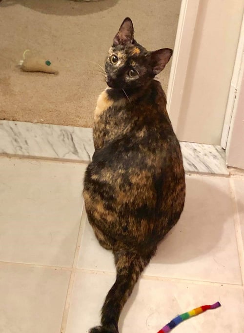 PRINCESS LEIA AKA OLGA - Tortoiseshell / Domestic Short Hair available for adoption