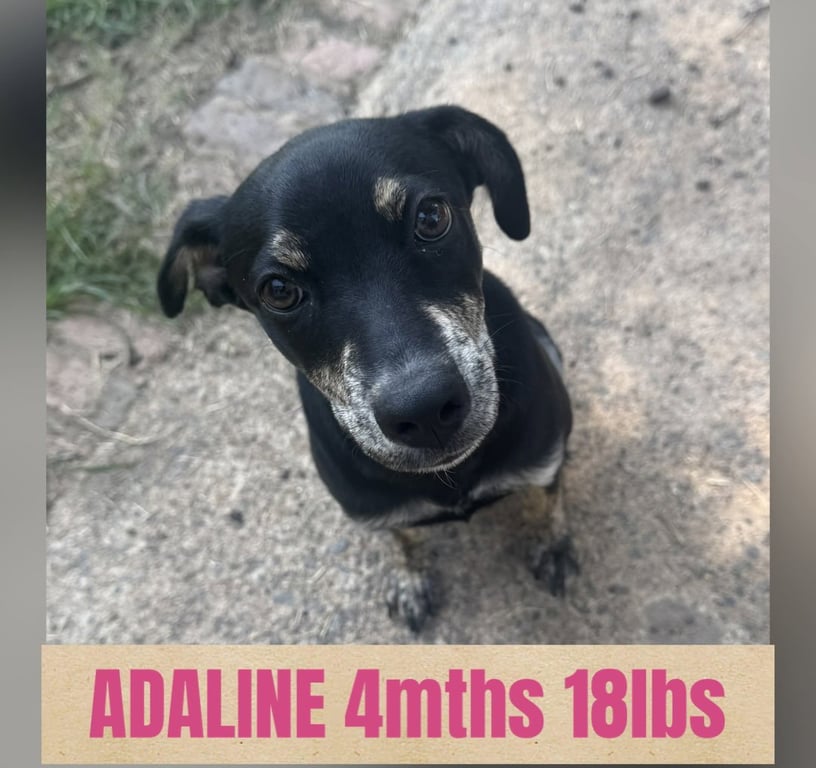 ADALINE Image