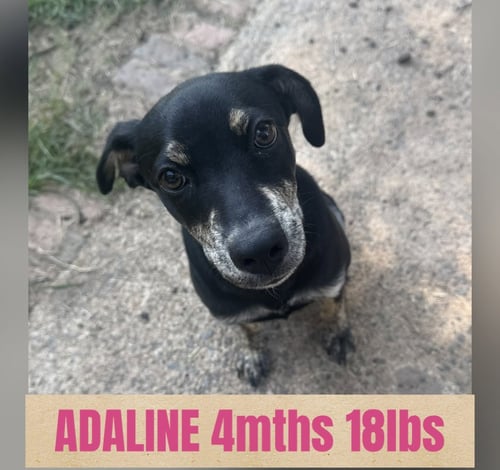 ADALINE - Feist available for adoption