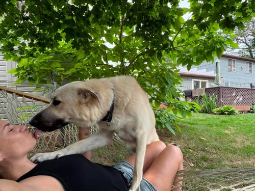 MONTE - Great Pyrenees / Anatolian Shepherd available for adoption