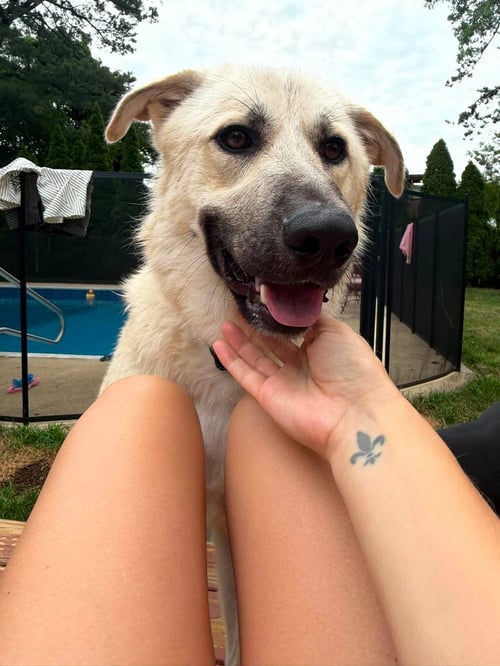 MONTE - Great Pyrenees / Anatolian Shepherd available for adoption