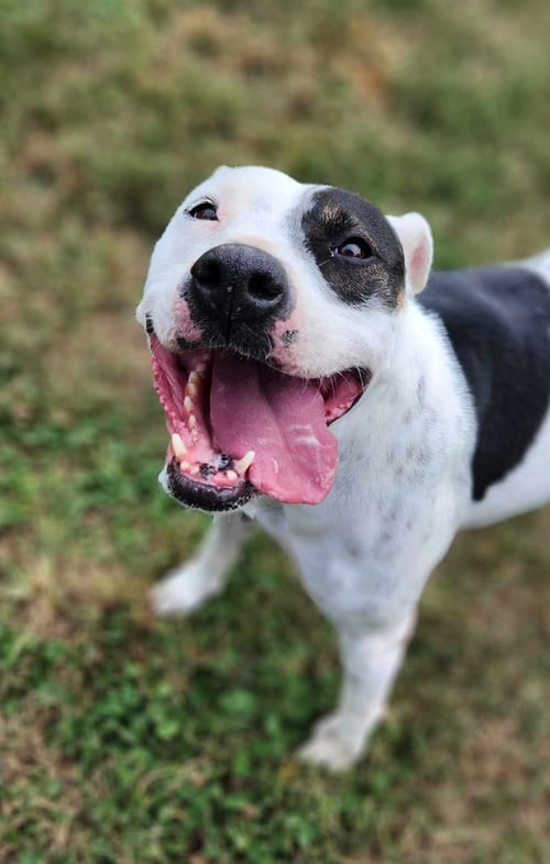 DELILAH(TERRIER) - Unknown available for adoption