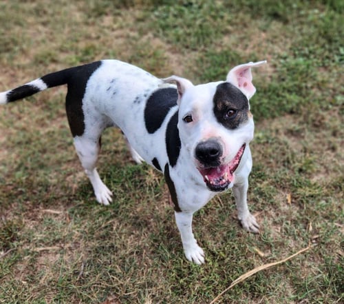 DELILAH(TERRIER) - Unknown available for adoption