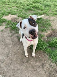 DELILAH(terrier) - Photo 7