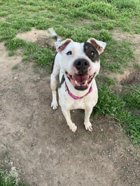 DELILAH(terrier) - Photo 6