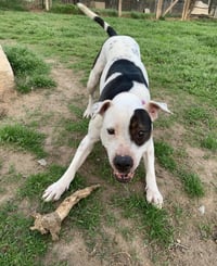DELILAH(terrier) - Photo 8