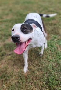 DELILAH(terrier) - Photo 3