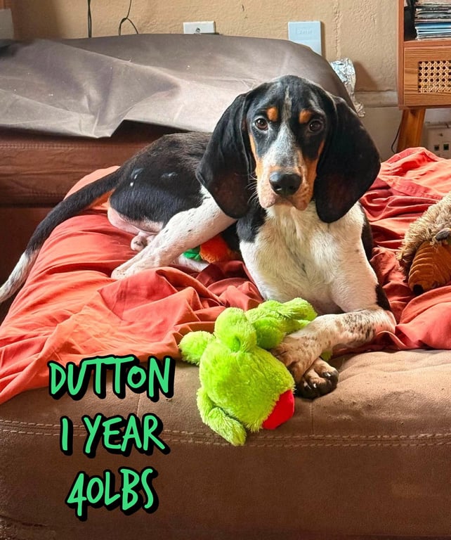 DUTTON Image