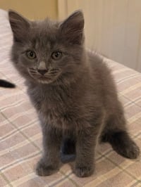 WINSTON - Photo 1