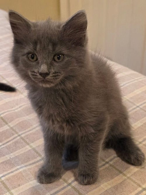 WINSTON - Domestic Long Hair available for adoption