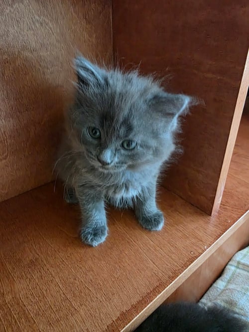 WINSTON - Domestic Long Hair available for adoption