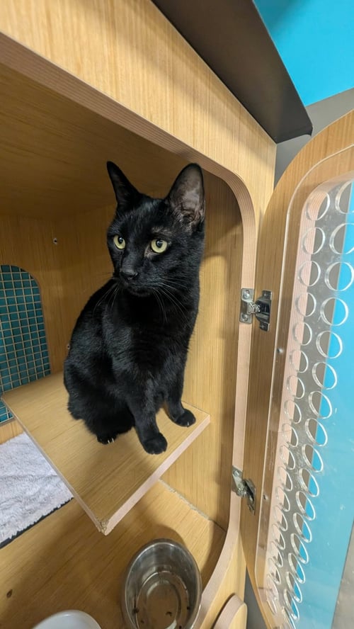 AARON - Domestic Short Hair available for adoption