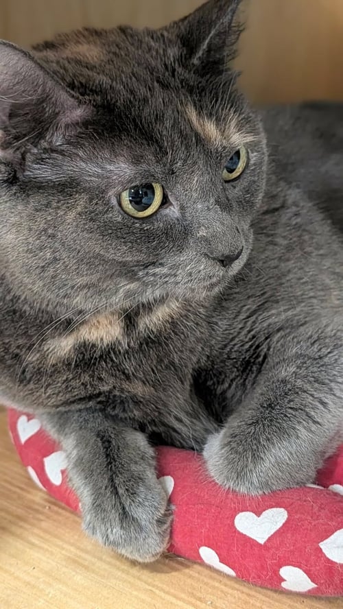 GEE GEE - Domestic Short Hair available for adoption