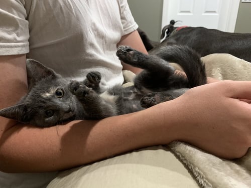 GEE GEE - Domestic Short Hair available for adoption