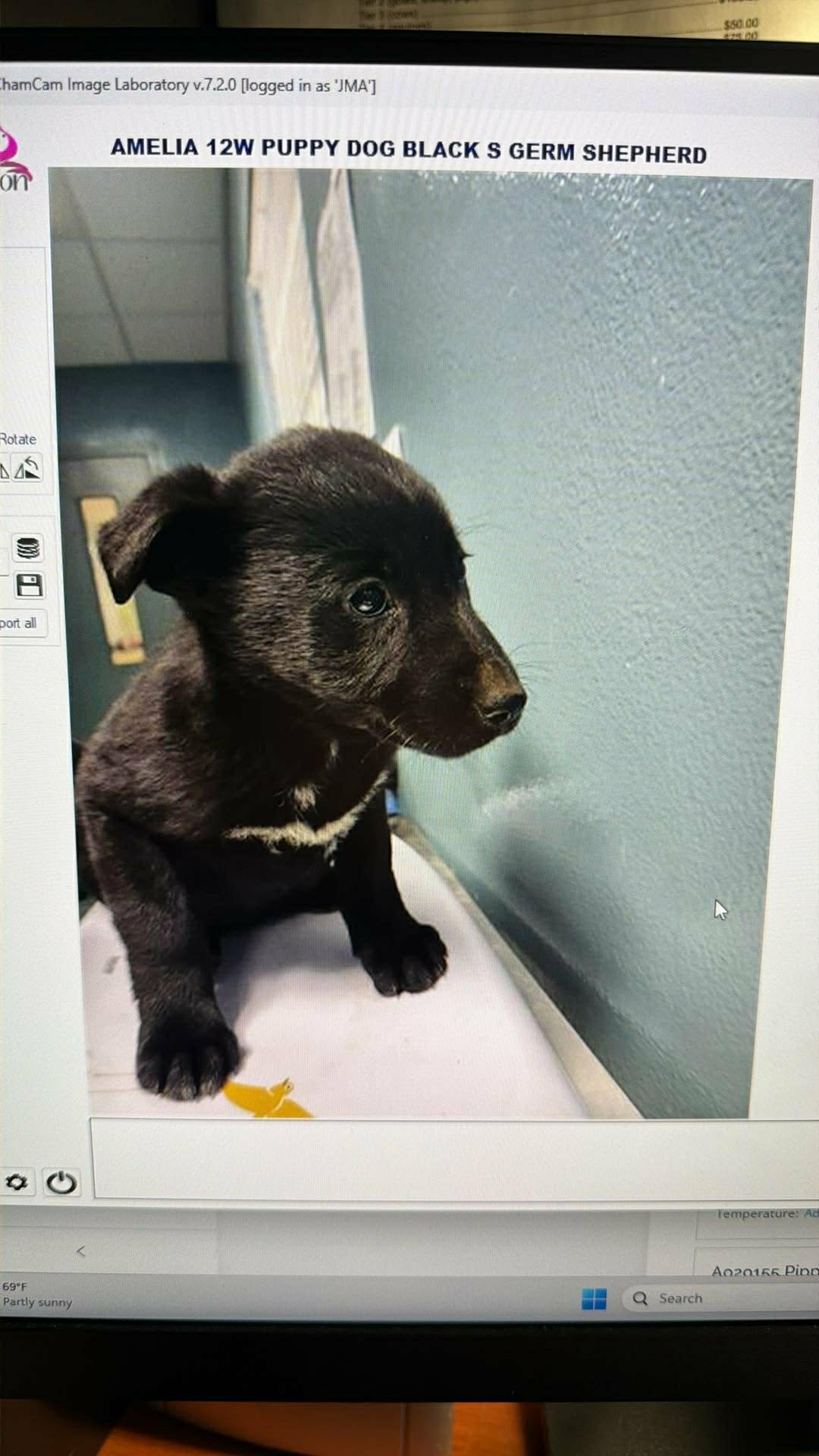 AMELIA - Unknown available for adoption