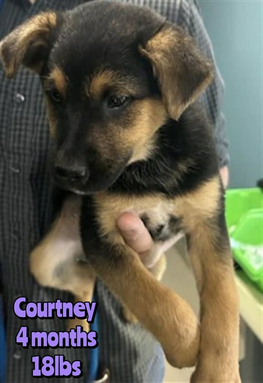 COURTNEY Image